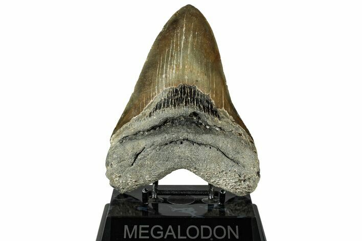 Fossil Megalodon Tooth - North Carolina #328320
